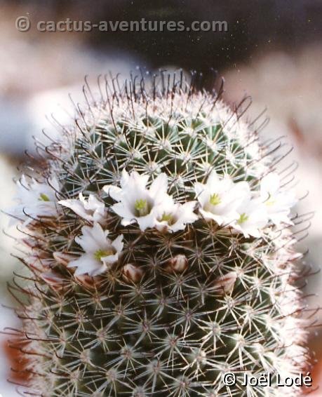 Mammillaria estebanensis